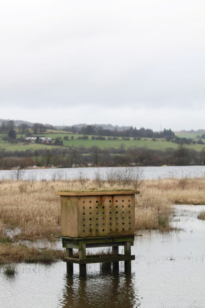 Loch on wood, Lochwinnoch, Scotland by Dylan Baliski 32